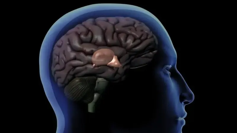 Todo sobre la glándula pineal, ¿el asiento del alma?