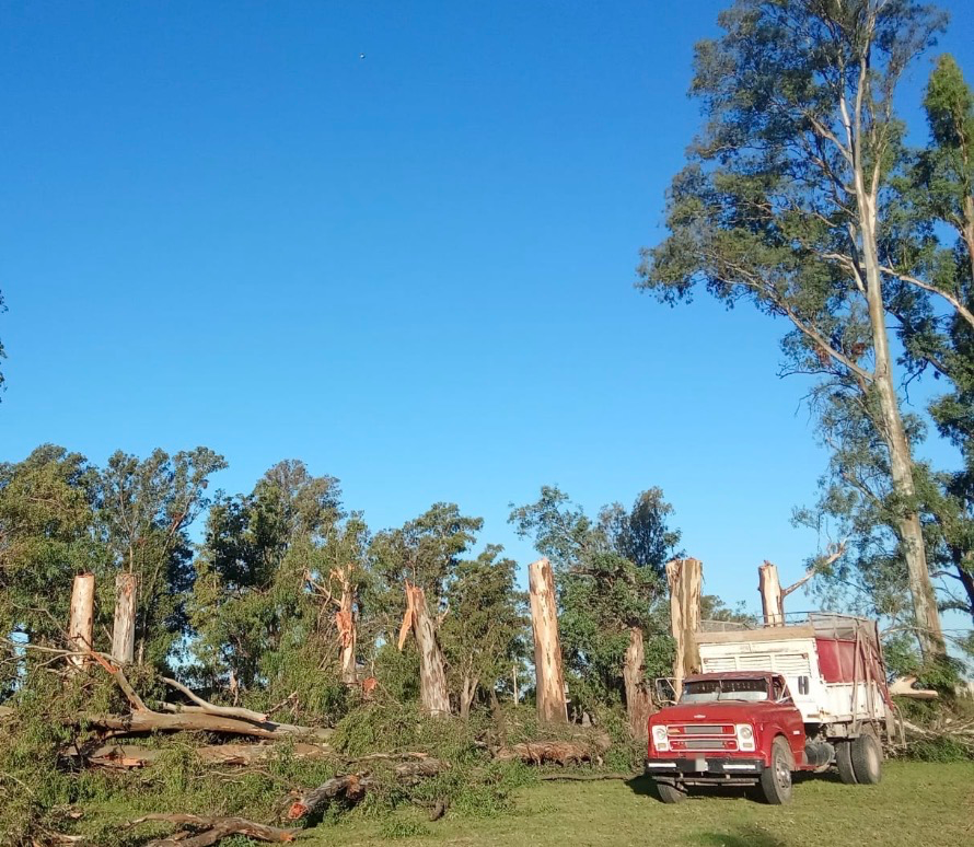 Detuvieron podas y talas no autorizadas en Villa María y Villa Nueva: alerta por el impacto ambienta