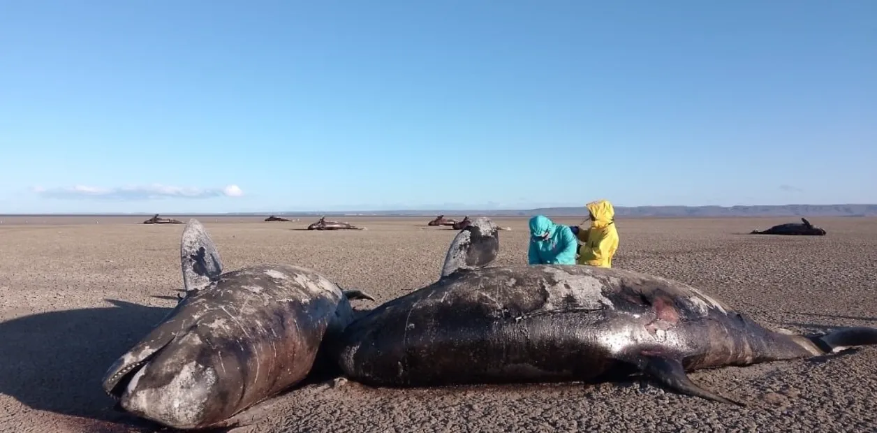 En Tierra del Fuego aparecieron 26 orcas muertas e investigan qué ocurrió